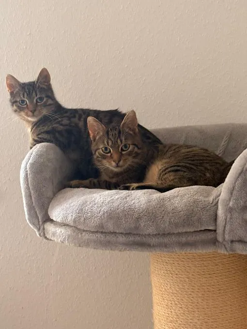 Belly & Rainbow - Belly & Rainbow zur Adoption