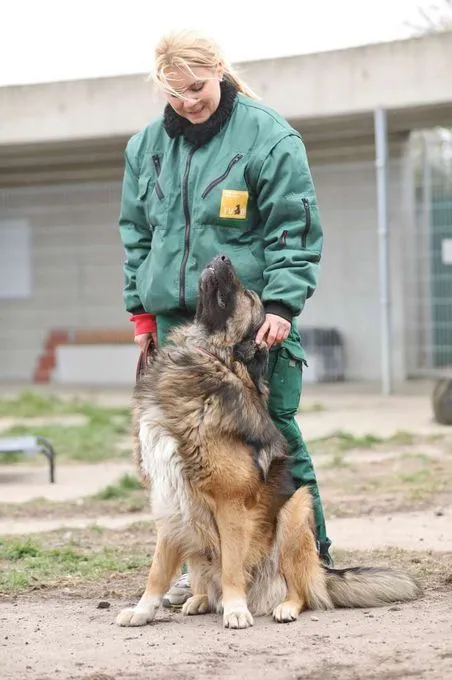 Hund aus Tierheim, Leonardo | Šarplaninac Mix Männlich