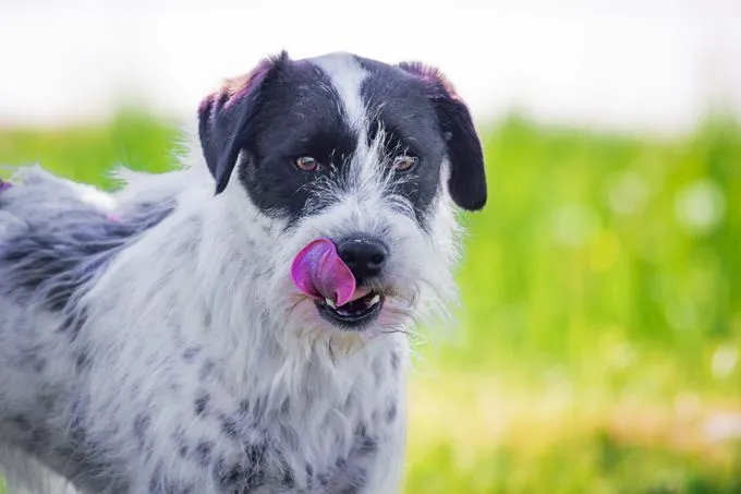 Linus - terrier-mix zur Adoption