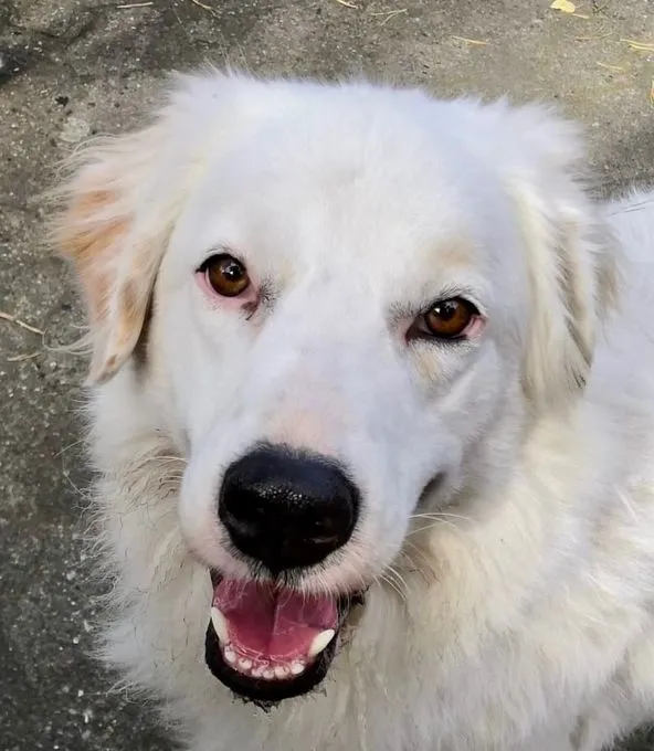 DALILA - ruhig, klug, sozialverträglich - Maremmano-Mix zur Adoption