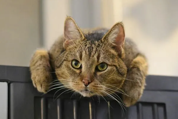 Jamie - Europäisch Kurzhaar zur Adoption