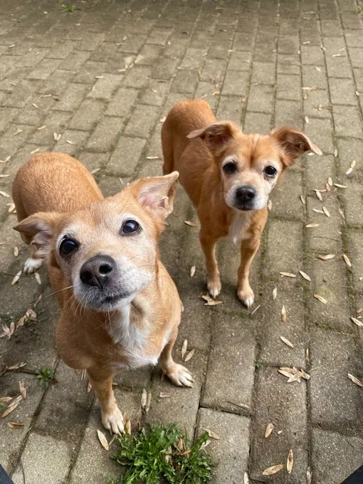 Chipsy & Krümel - zwergpinscher zur Adoption