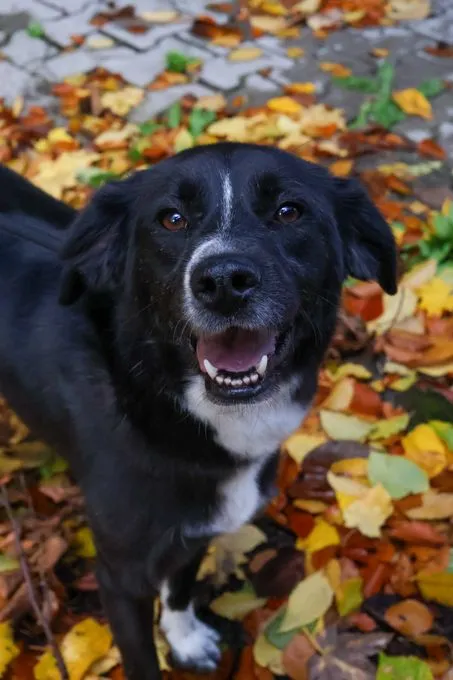Maja - border-collie-mix zur Adoption