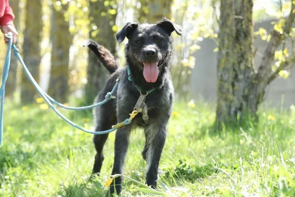 Hund aus Tierheim, Grobi | Schnauzer Mix Männlich