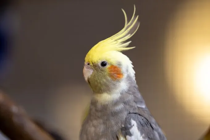 Nymphensittiche - Nymphensittich zur Adoption