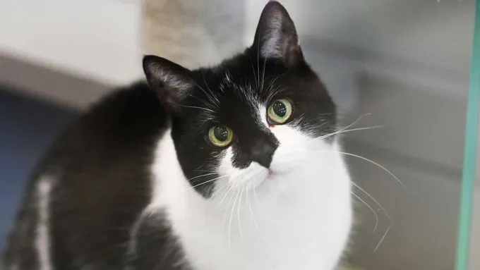 Cat from shelter, Pauline | Ekh Female