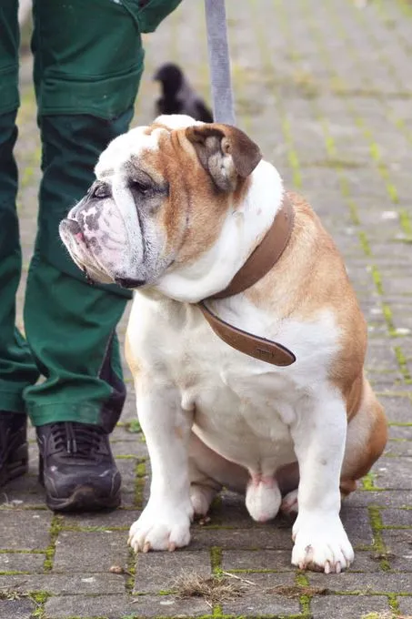Hund aus Tierheim, Jeff | Englische Bulldogge Männlich