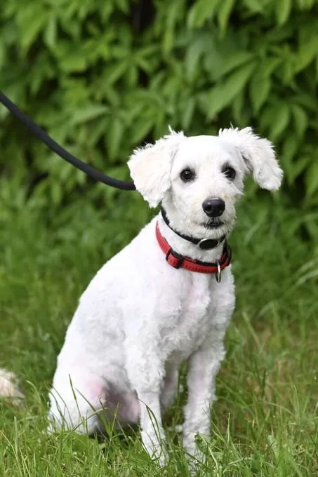 Hund aus Tierheim, Pasa | Malteser Terrier Mix Weiblich
