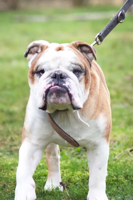 Hund aus Tierheim, Jeff | Englische Bulldogge Männlich