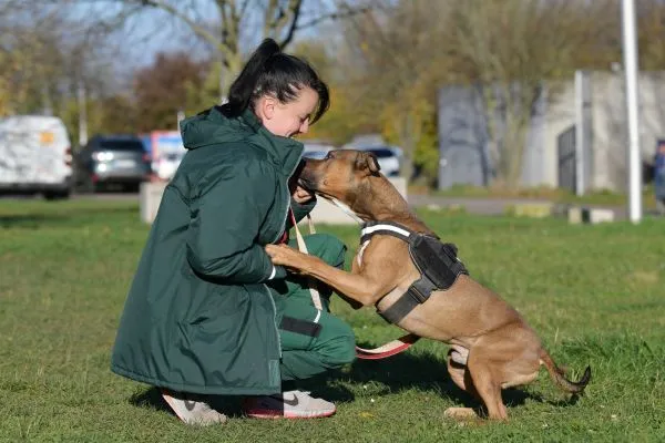 Dog from shelter, Moritz | Staffordshire Mix Male