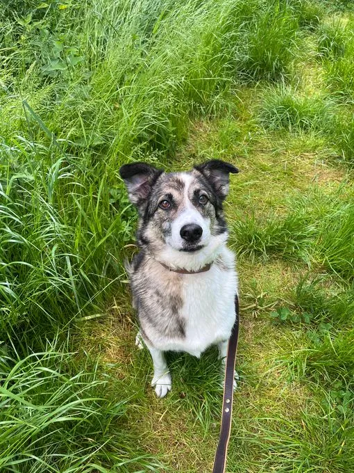 Dog from shelter, Elmo | Braun Schwarz Mischling Male
