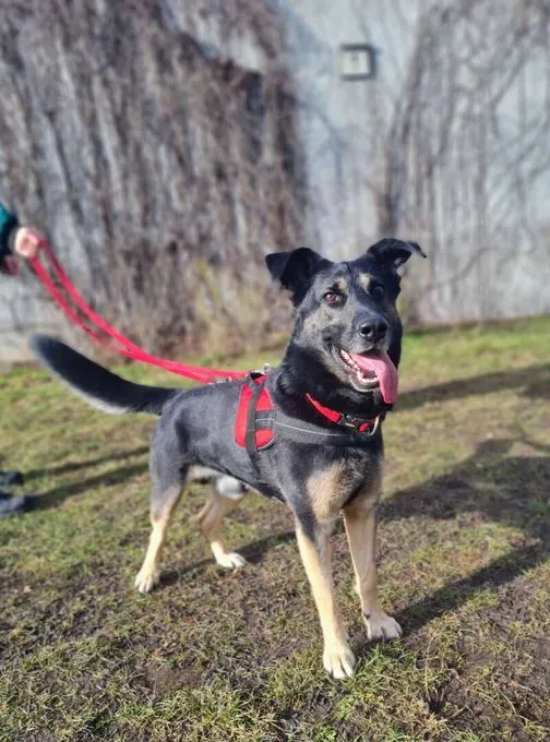 Dog from shelter, Corny | Schäfernhund Mix Male