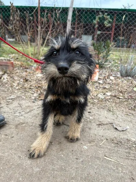 Dog from shelter, Heki | Schwarz Heki Male