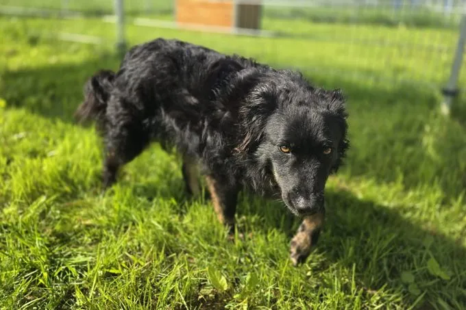 Dog from shelter, Ängstlicher Loki Sucht Pflegestelle Oder Zuhause | Schwarz Mischling Male