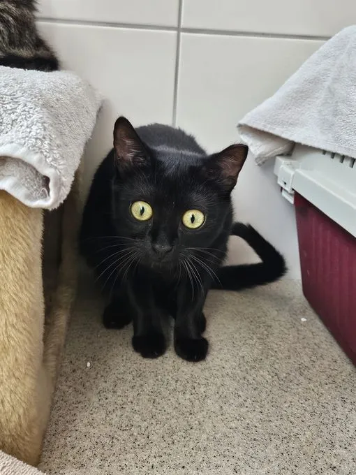 Katze aus Tierheim, Carrie Und Charlotte | Schwarz Getigert Ekh Weiblich