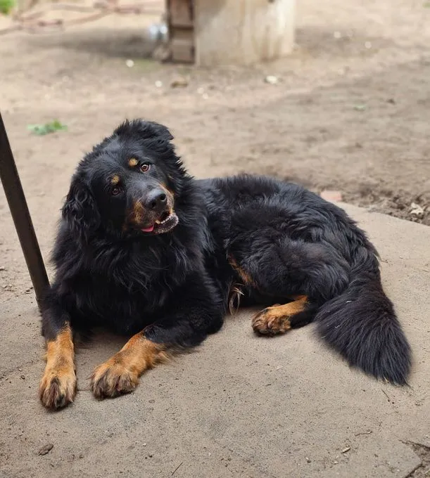 Dog from shelter, Ares | Schwarz Braun Berner Sennenhund Schäferhund Mix Male