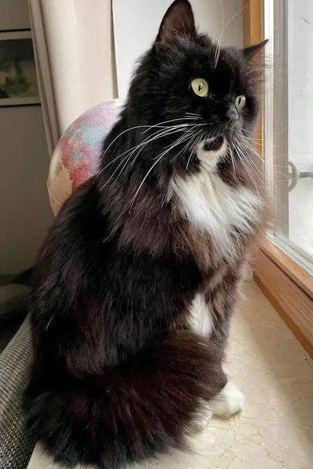 Blacky - Langhaar-Mix zur Adoption