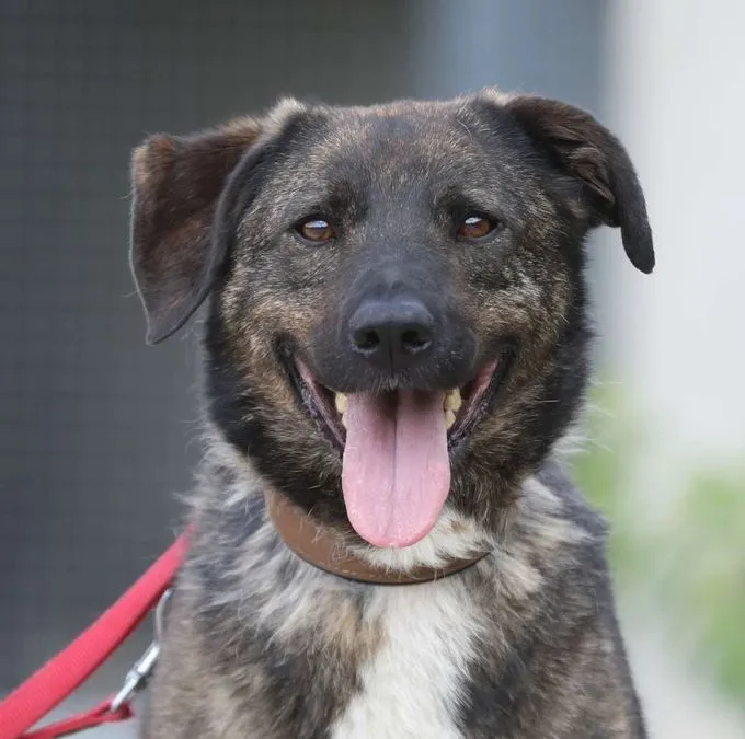 Kamal - Schäferhund-Mix zur Adoption
