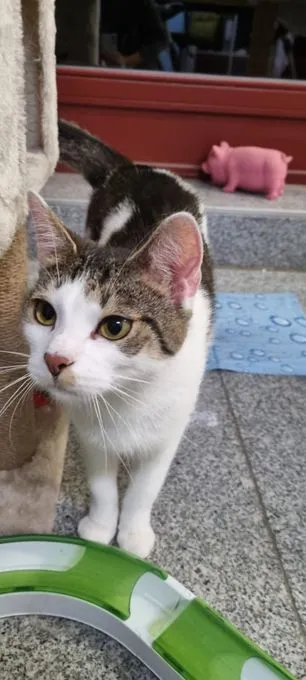 Portos - ekh zur Adoption