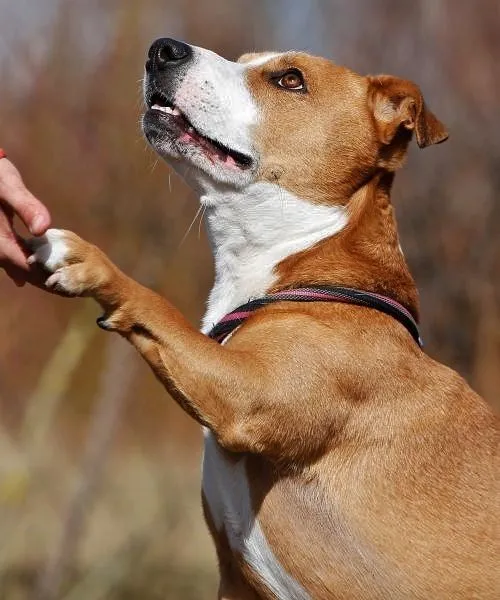 Baily - Labrador-Jack Russel Terrier-Mix zur Adoption