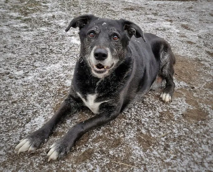 Dog from shelter, Amo | Schwarz Weiß Labrador Mix Male