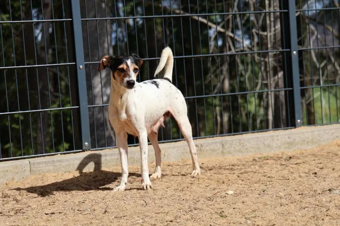 Dog from shelter, Pauline | Schwarz Braun Weiß Mischling Female