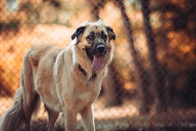 Hund aus Tierheim, Mira | Blond Kangal Mix Weiblich