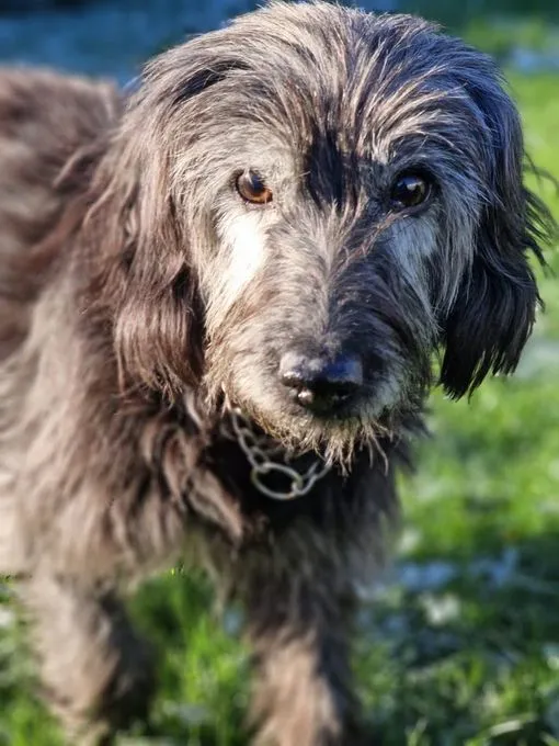 Sally - Mischling zur Adoption