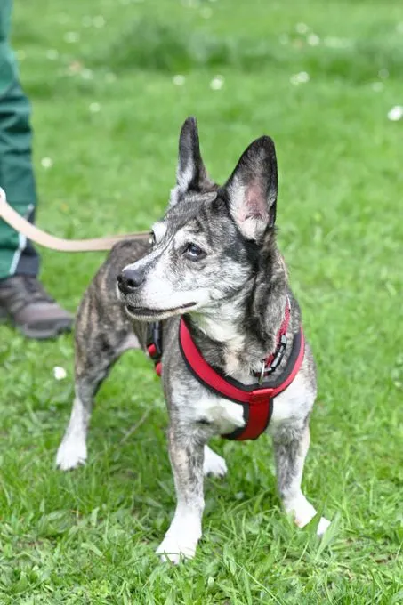 Hund aus Tierheim, Sherina | Dackel Mix Weiblich