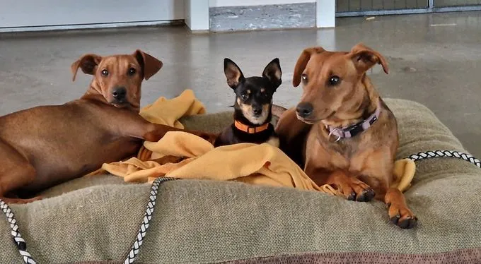 Dog from shelter, Motte | Rotbraun Pinscher Ridgeback Mix Female