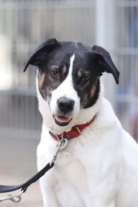 Hund aus Tierheim, Paul | Jagdhund Mix Männlich