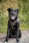Dog from shelter, Baghira | Schwarz Mit Kupfer Tupfen Mischling Male