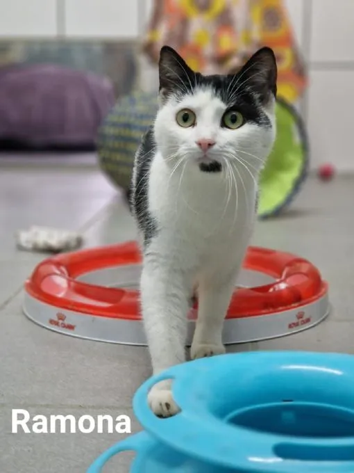 Katze aus Tierheim, Ramona | Schwarz Weiß Ekh Weiblich