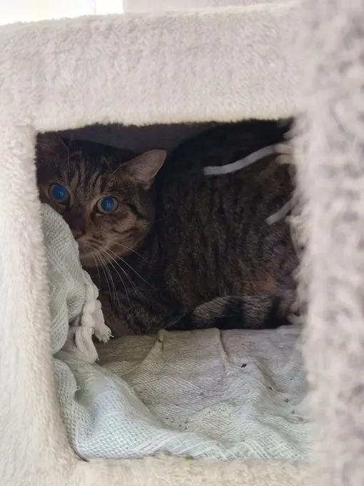 Azrael - ekh zur Adoption