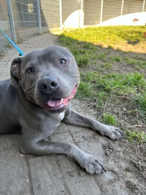 Dog from shelter, Hicks | Staffordshire Terrier Male