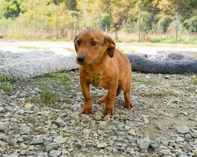 Sago - mischling zur Adoption