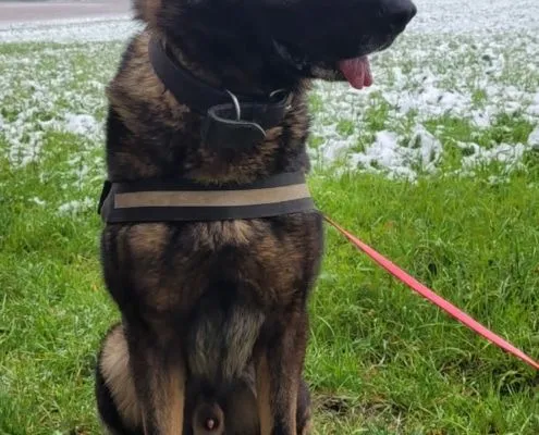 Dog from shelter, Charly | Schäferhund Male