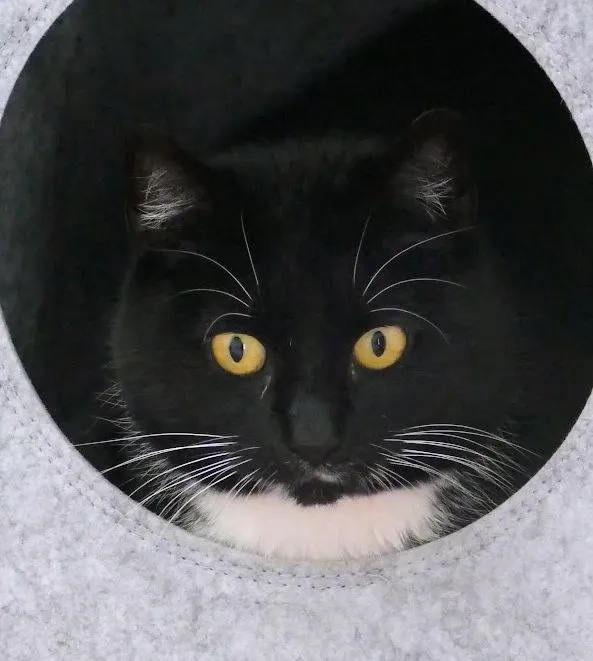 Cat from shelter, Josie | Schwarz Weiß Ekh Female