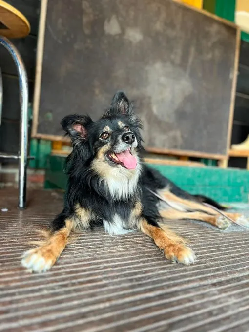 Balkan - mischling zur Adoption
