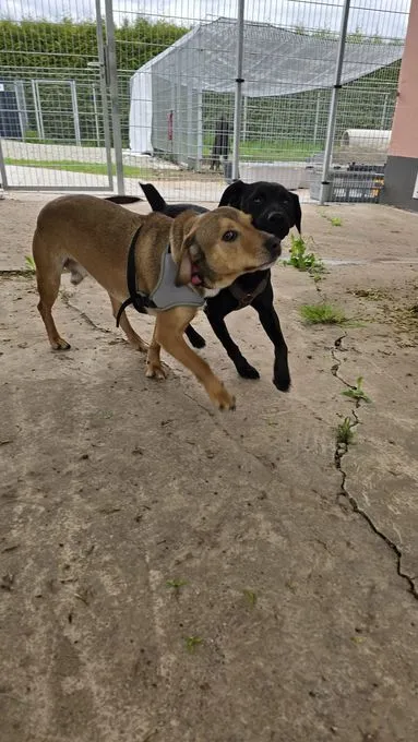Dog from shelter, Fred Möchte Raus Und Lernen | Braun Mischling Male
