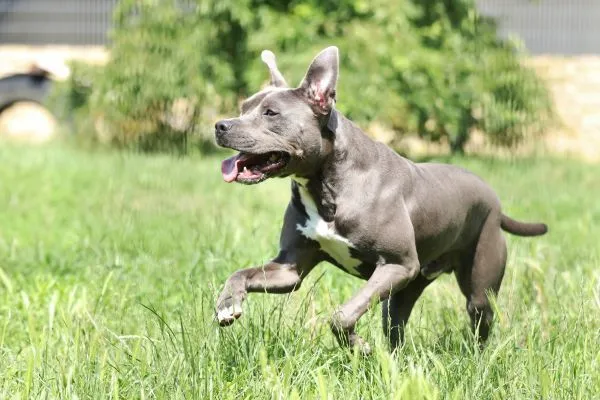 Dog from shelter, Ares | Stafford Mix Male