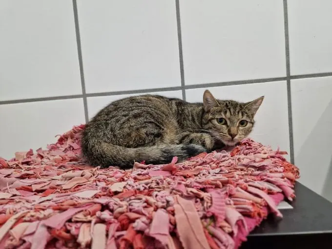 Cat from shelter, Luna | Getigert Ekh Female