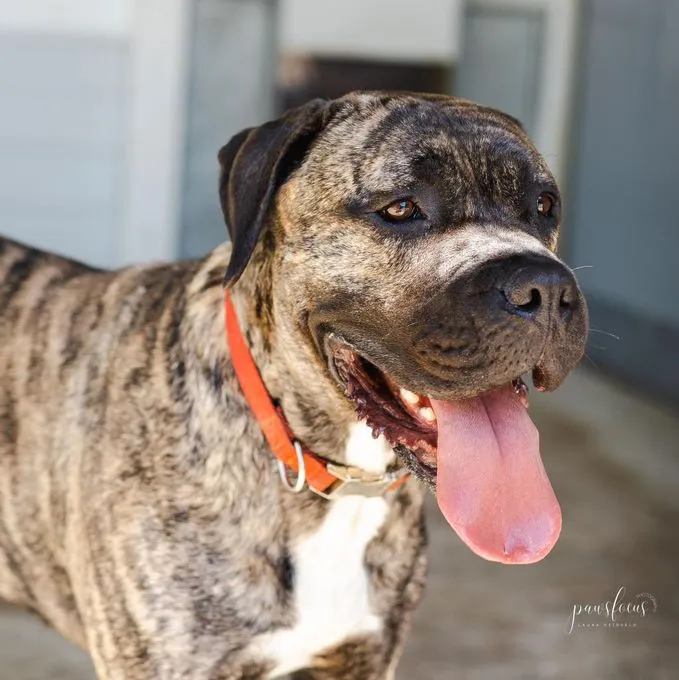 Hund aus Tierheim, Rocky | Braun Gestromt Presa Canario Männlich