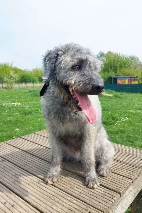 Hund aus Tierheim, Dody | Wasserhund Mix Weiblich