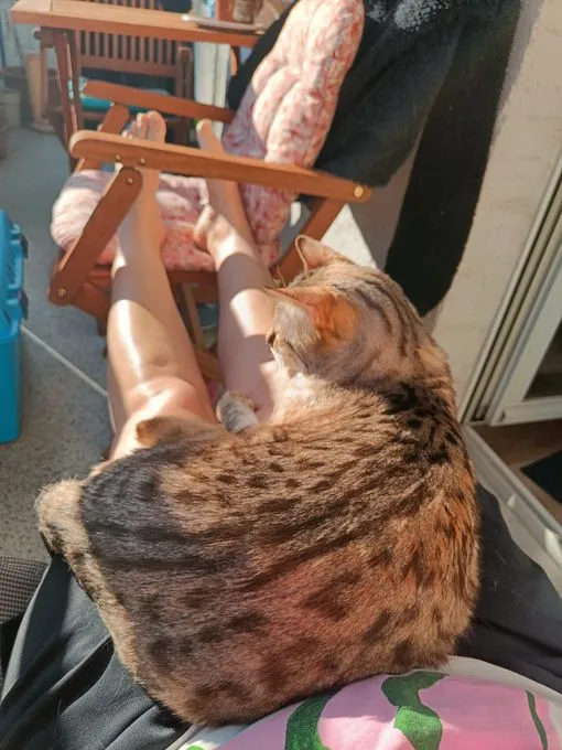 Cat from shelter, Kimba | Hellbraun Bengal Male