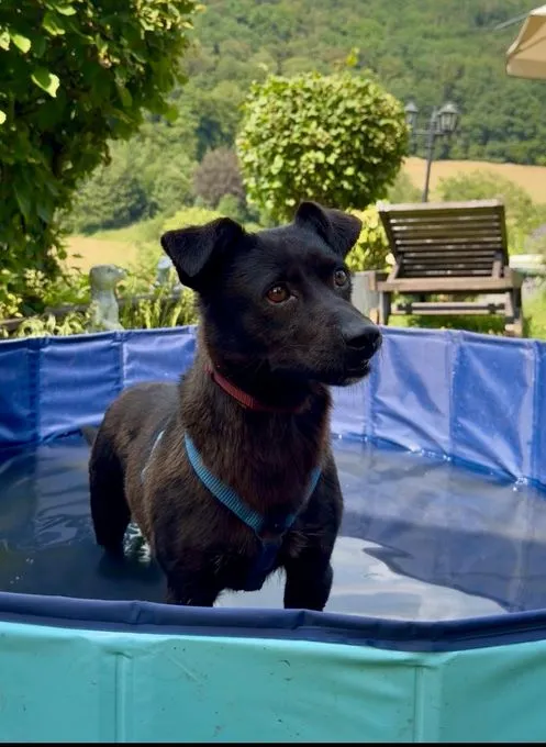 Milla - mischling zur Adoption