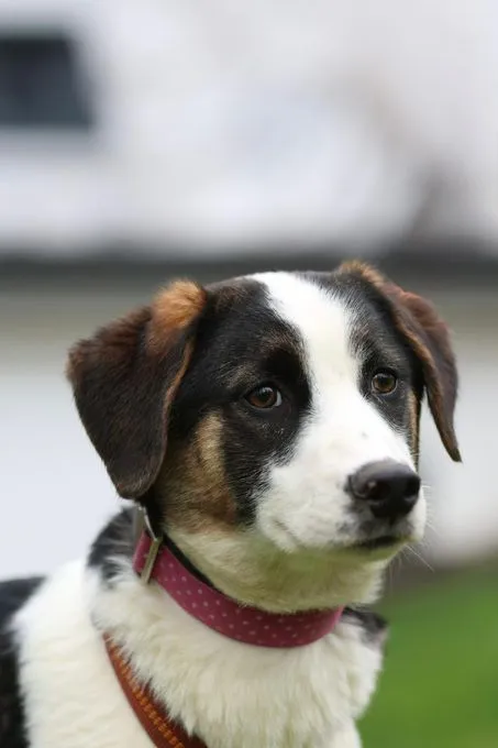 L'ours - mischling zur Adoption