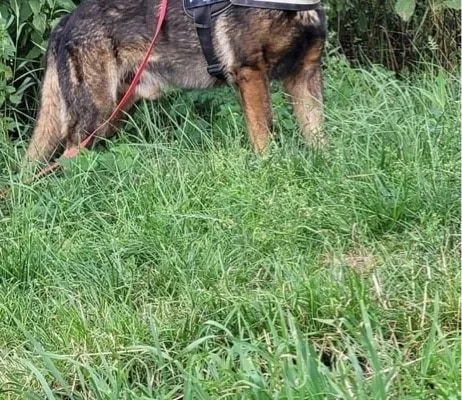 Dog from shelter, Charly | Schäferhund Male
