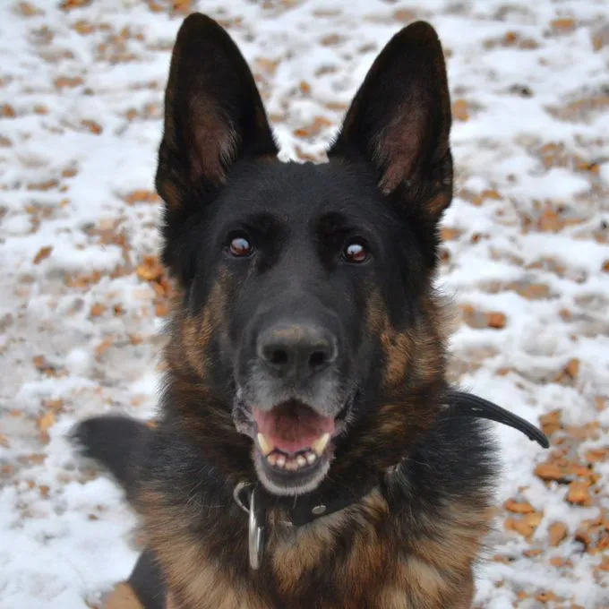 Bronko - deutscher-schaeferhund zur Adoption