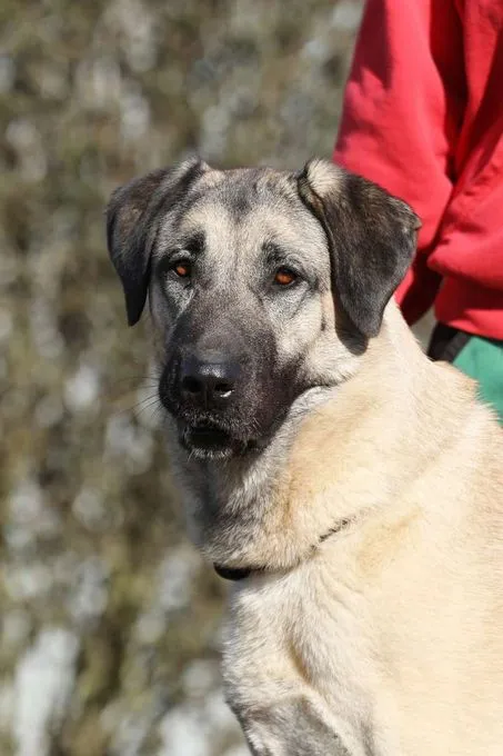 Hund aus Tierheim, Melek | Kangal Weiblich